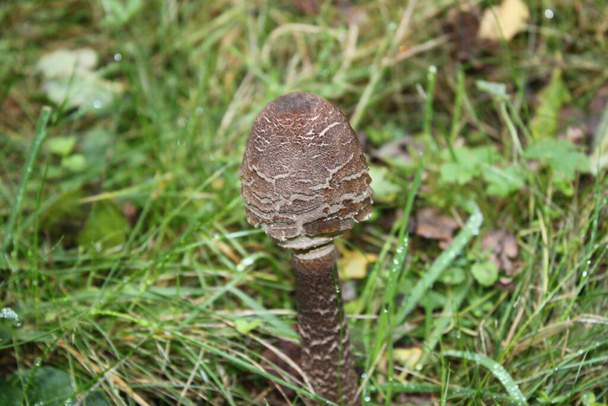 parasol mushroom in the meadow - Photo, Image