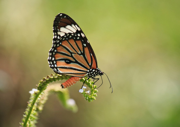 kék pillangó repül a természetben reggel - Fotó, kép