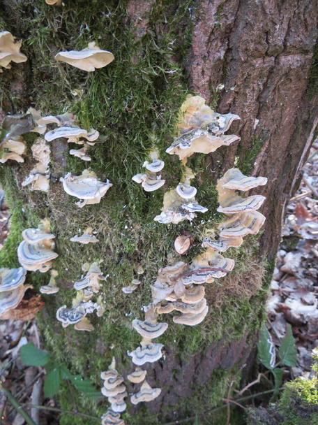 fungi parasites mushrooms nature plants rarities colors - Photo, Image