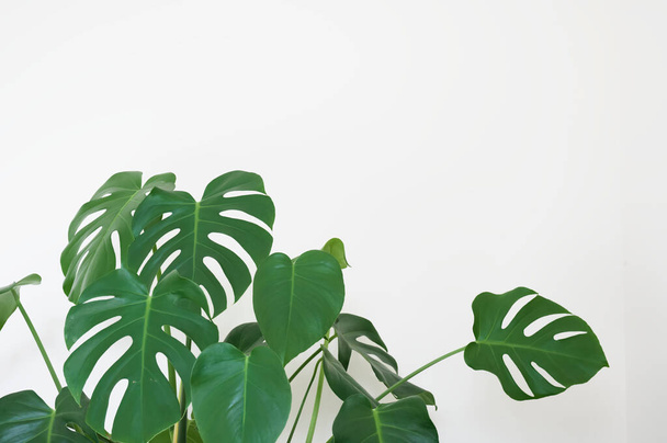 Monstera πράσινο φυτό σε λευκή γλάστρα στο σπίτι ουδέτερη διακόσμηση - Φωτογραφία, εικόνα
