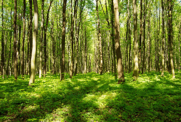 Zöld erdő tavasszal - Fotó, kép