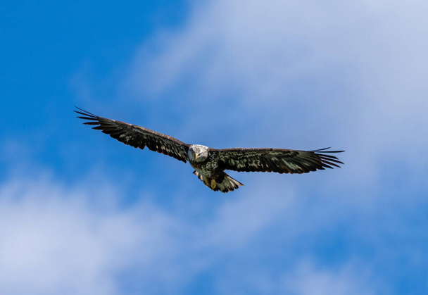 Лисий орел - підліток кружляє над озером у пошуках риби. - Фото, зображення
