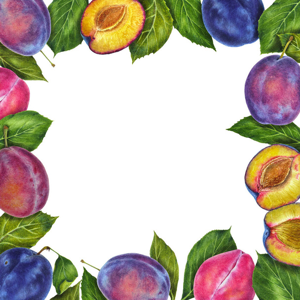 Plums and leaves botanical realistic watercolor painting. Photorealistic illustration. Advertisement, gift cards, textile, clothes, shopper bags, tableware, wrapping design - Photo, Image
