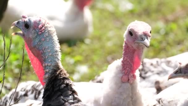 Eine Gruppe großer Truthahnvögel. Weiße und schwarze Truthähne auf dem Bauernhof - Filmmaterial, Video