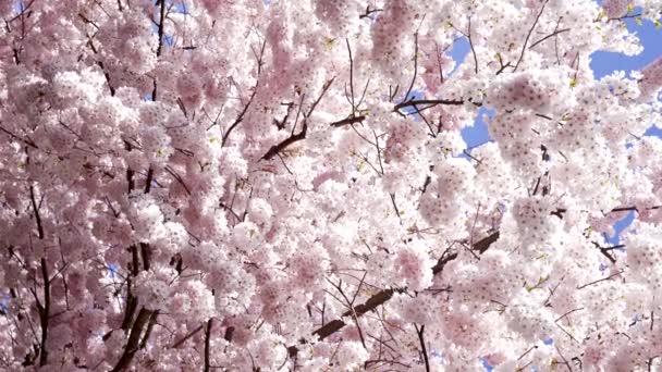 цветущее дерево абрикоса на фоне цветов, замедленная съемка, весна - Кадры, видео