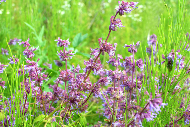 In the wild, it blooms among grasses Salvia verticillata - Photo, Image