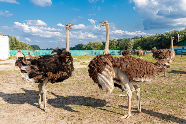 Lindos avestruzes em uma fazenda contra um céu azul close-up - Foto, Imagem