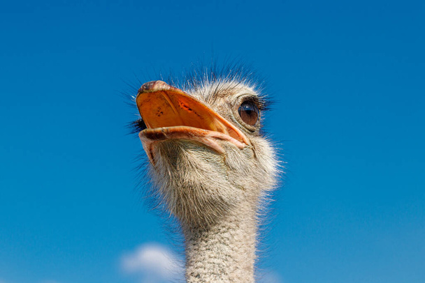Hermosos avestruces en una granja contra un cielo azul de cerca - Foto, Imagen