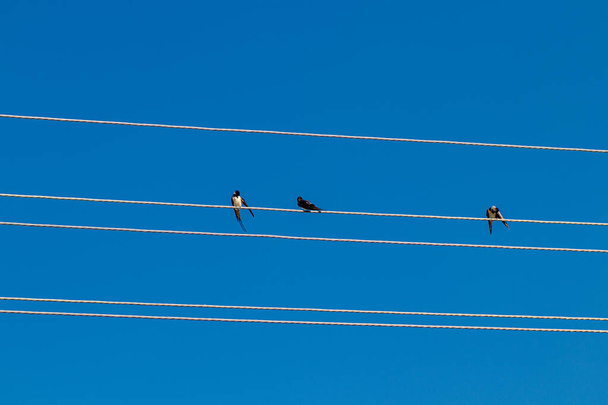 Ptaki siedzą na kablach elektrycznych przed niebieskim niebem z bliska - Zdjęcie, obraz