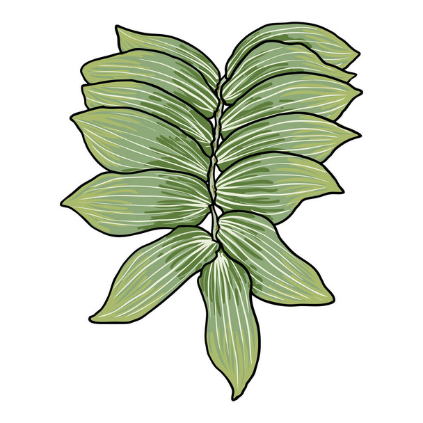 Solomon's seal plant leaves. Hand drawn botanical branch with leaf. Vector. - Vecteur, image