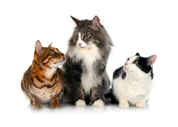 Norwegian Forest cat, stray cay and bengal cat in front of white background - Photo, Image