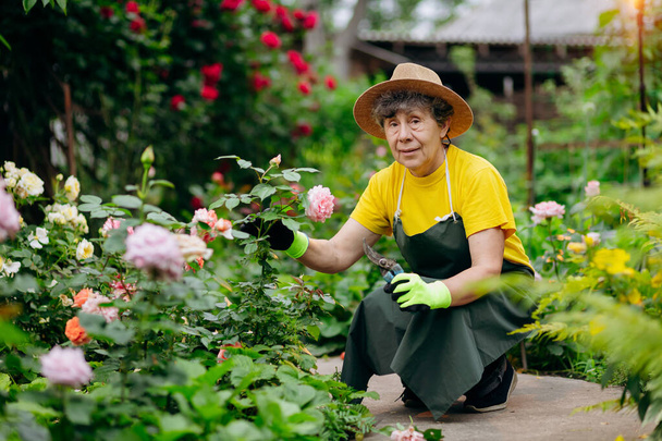 Femme jardinière senior dans un chapeau travaillant dans sa cour avec des outils de travail. Le concept de jardinage, de culture et d'entretien des fleurs et des plantes. - Photo, image