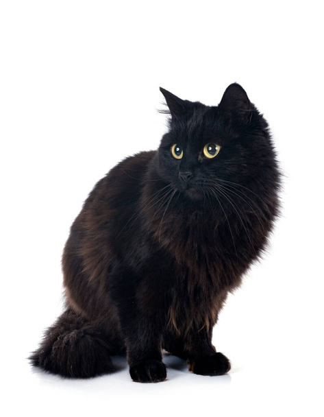 black british longhair in front of white background - Photo, Image