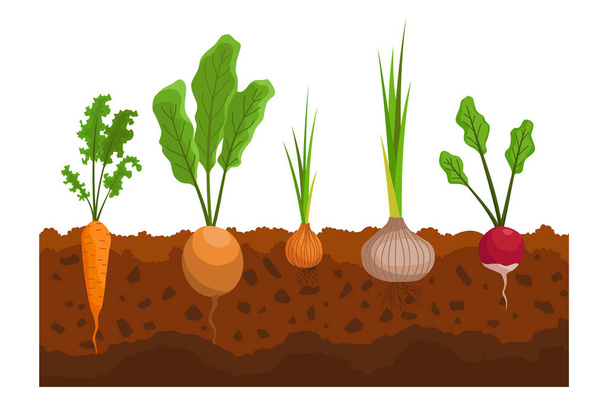 地面に生えている野菜。根の構造を示す植物。レストランメニューや市場ラベルのためのファーム製品。有機・健康食品 - ベクター画像