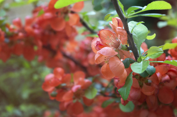 Zamknij delikatne czerwone kwiaty krzewu Chaenomeles japonica. Wiosenne tło natury ze świeżą gałązką kwitnącą. Czerwone kwiaty pigwy i zielone liście, przestrzeń do kopiowania. Wiosenne tło kwitnienia. - Zdjęcie, obraz