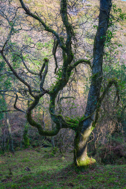 Κλαδευτά κλαδιά φυτρώνουν από τον ίσιο κορμό μιας βελανιδιάς σε ένα δάσος στο Λούγκο της Γαλικίας - Φωτογραφία, εικόνα