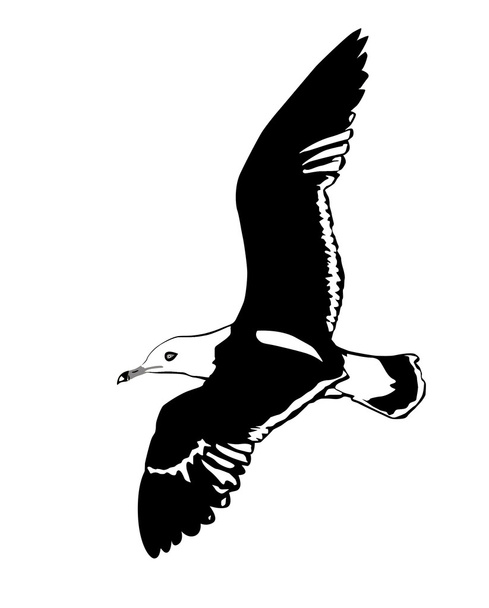 Vector silhouette flying sea gulls on white background - Vektör, Görsel