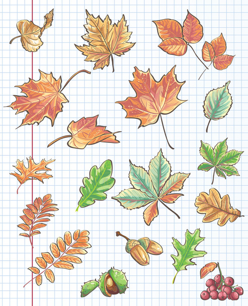 Осенние листья, каштаны, желуди и вибурнум на фоне тетради в клетке
 - Вектор,изображение