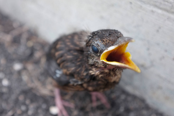 Cloese up von einem verängstigten kleinen Vogel mit verängstigten Augen schreit laut - Foto, Bild
