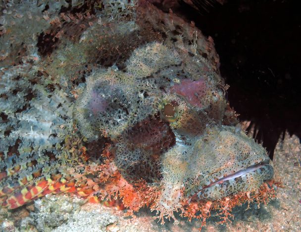 A Bearded Scorpionfish (Scorpaenopsis barbata) in the Red Sea, Egypt - Photo, Image
