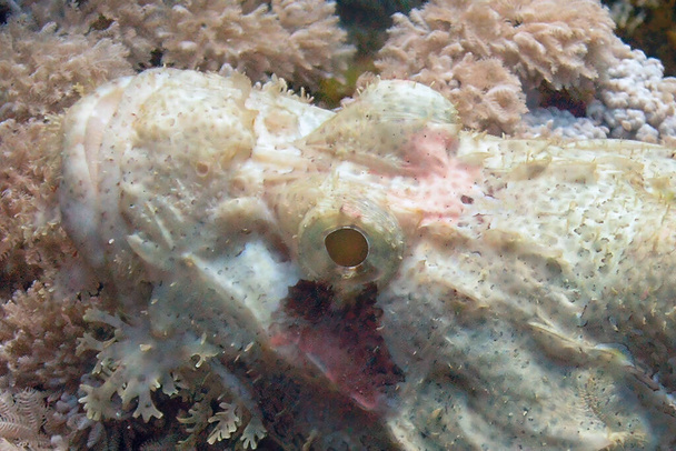 Scorpionfish barbu (Scorpaenopsis barbata) en mer Rouge, Égypte - Photo, image