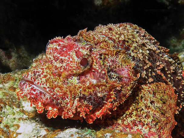 Scorpionfish barbu (Scorpaenopsis barbata) en mer Rouge, Égypte - Photo, image