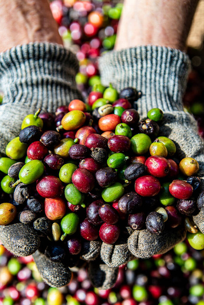 Landwirt hält Bio-Arabica-Kaffee in der Hand. Ernte der Arabica-Kaffeebeeren durch den Landwirt. Arbeiter ernten Arabica-Kaffeebeeren auf ihrem Zweig, Erntekonzept. Bundesstaat Minas Gerais, Brasilien - Foto, Bild