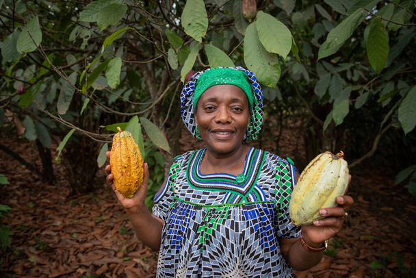Afrykańska rolniczka trzyma w dłoniach ziarno kakaowe z plantacji - Zdjęcie, obraz
