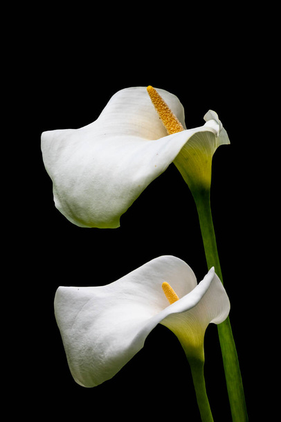 White calla lily flowers isolated over black background. - Fotó, kép