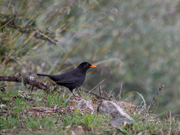 Common Blackbird. Bird in its natural environment. - Foto, immagini