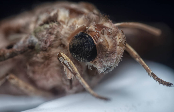 close up headshot of the common moth. - Фото, изображение