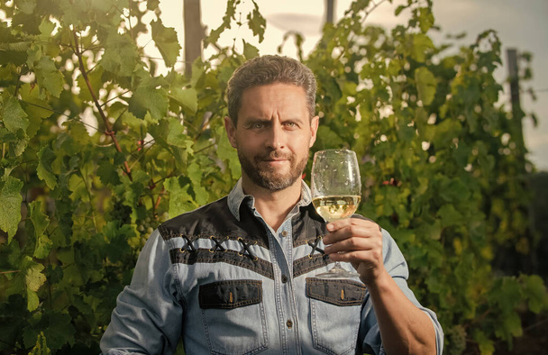 hivatásos borász a szőlőfarmon. Szakállas férfi borospohárral. mosolygó enológus borosüveggel - Fotó, kép