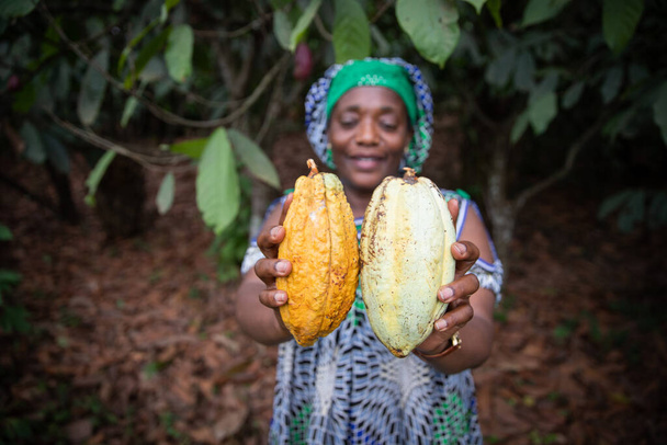 Acercamiento de dos vainas de cacao sostenidas en la mano por un agricultor, enfoque en las vainas de cacao y fondo fuera de foco - Foto, imagen