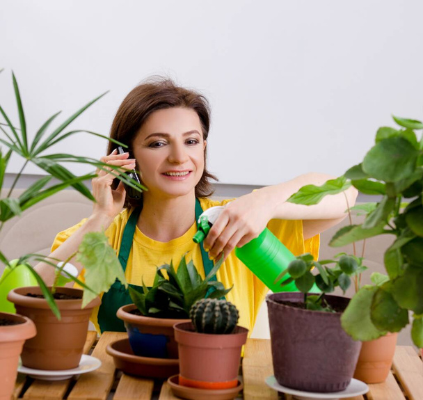 植物を屋内で女性庭師 - 写真・画像