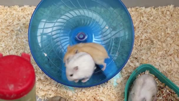 Een groep schattige kleine hamsters te koop in de bloemen- en vogelmarkt - Video