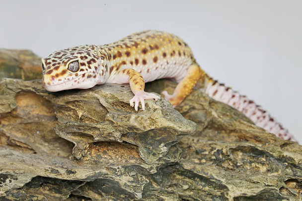 Leopard gecko (Eublepharis macularius) pózuje v osobitém stylu. - Fotografie, Obrázek