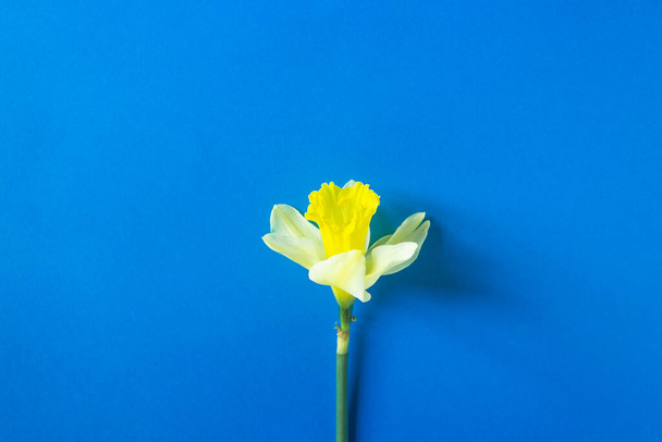 Single yellow narcissus flowers on the freedom blue color background. Stop Putin. Stop war in Ukraine. - Foto, afbeelding
