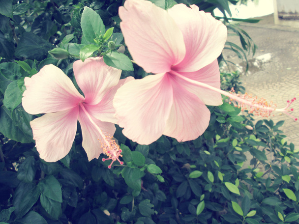 Flores de hibisco
 - Foto, Imagen