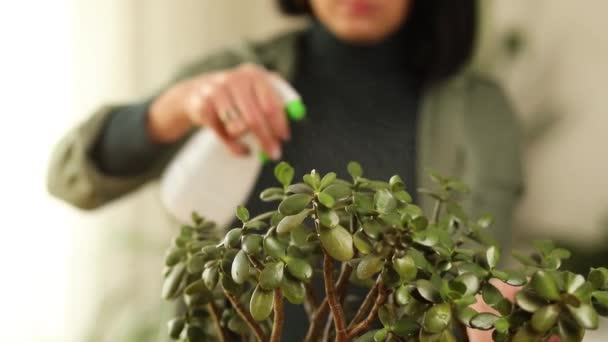 Női kertész permetező Crassula otthon, gondját otthoni növények - Felvétel, videó