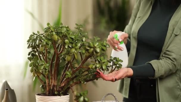Női kertész permetező Crassula otthon, gondját otthoni növények - Felvétel, videó