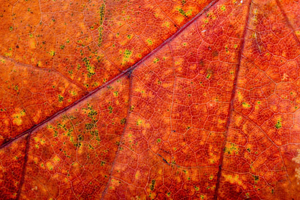 Macro de hoja de arce de otoño
 - Foto, Imagen