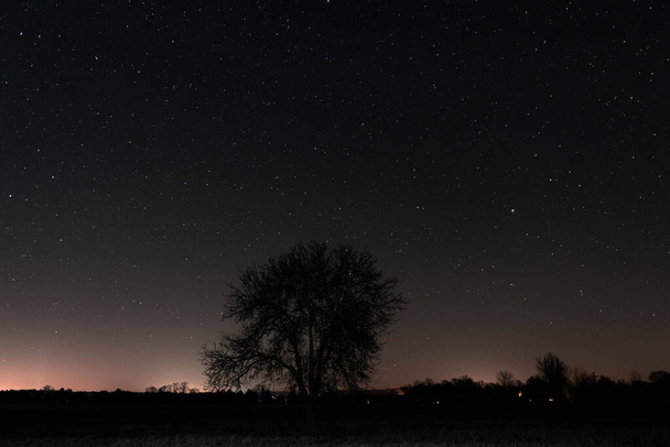 Egy hatalmas síkság. Magányos, lombtalan fa éjszaka. Az ég felhőtlen és csillagok borítják.. - Fotó, kép