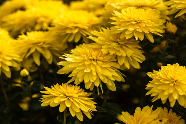 Focus sélectif sur le fond d'écran floral avec des fleurs de chrysanthème, automne coloré Maman - Photo, image