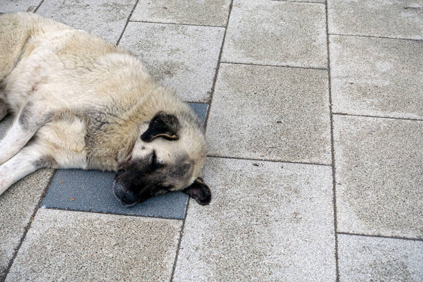 Duży pies, który nie dba o ludzi leży na chodniku, śpiący pies., - Zdjęcie, obraz