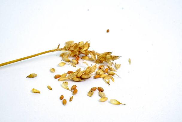 Getreidekörner Samen auf weißem Hintergrund . - Foto, Bild