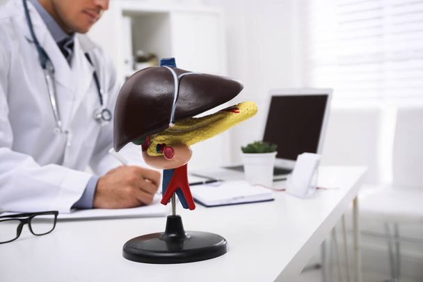 Model of liver on doctor's workplace in clinic. Space for text - Foto, imagen