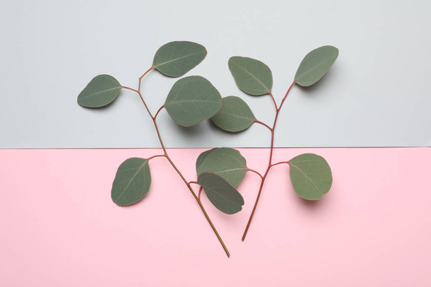 Eucalyptus branches with fresh leaves on color background, flat lay - 写真・画像
