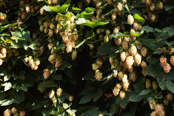Ripe hop cones, liana-like medicinal plant, background - Valokuva, kuva