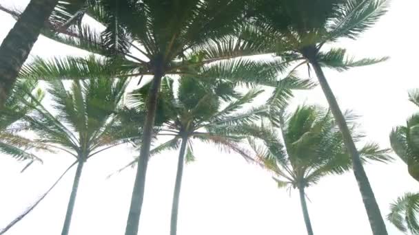 Hindistan cevizi palmiyeleri beyaz zemin üzerinde yalıtılmış. Rüzgarlı bir günde ağaçların sırası. Doğal arkaplan. - Video, Çekim