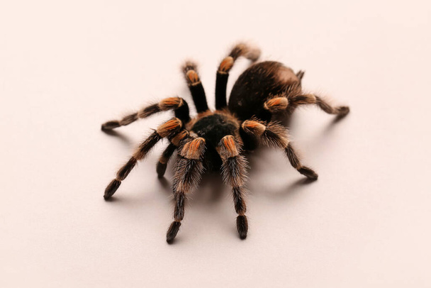 Scary tarantula spider on light background - Foto, afbeelding
